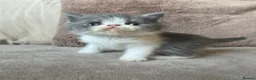 Exotic cats for sale: 4 exotic short hair boys for sale  - Advert 20