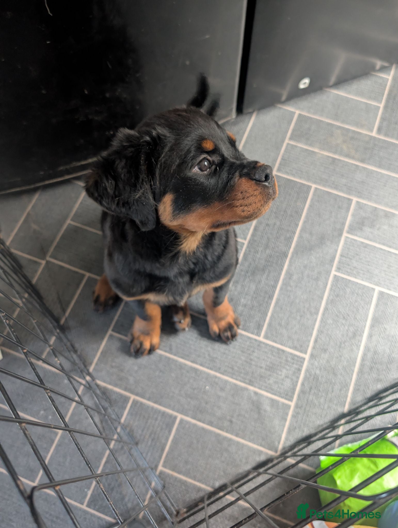 Rottweiler dogs Female Rottweiler pup for sale  - Advert 2