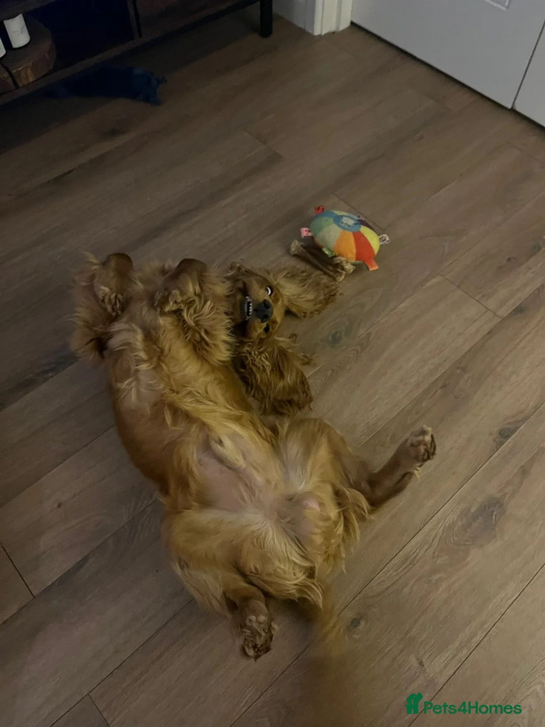 Cocker Spaniel dogs for sale: Frankie - Advert 6