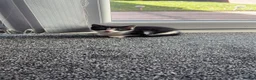 Mixed Breed cats for sale: 1 female tabby and 1 male black and white - Advert 5