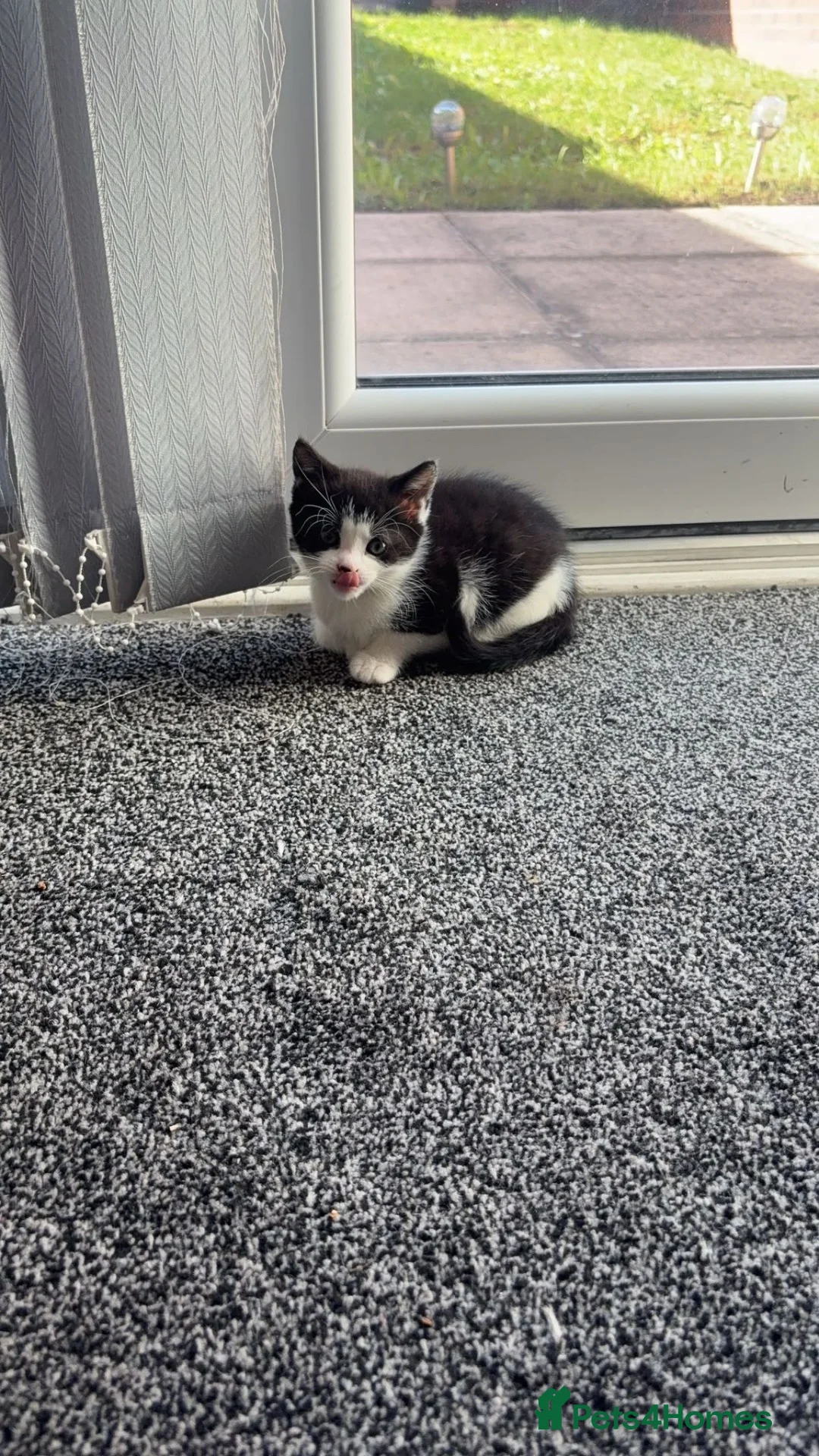 Mixed Breed cats for sale: 1 female tabby and 1 male black and white - Advert 5