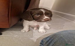 English Springer Spaniel dogs for sale: Stunning litter of English Springer Spaniels  - Advert 12