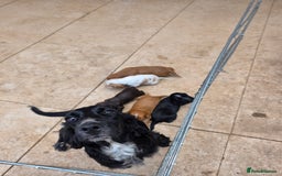 Cocker Spaniel dogs for sale: Cocker Spaniel puppies for sale - Image 9