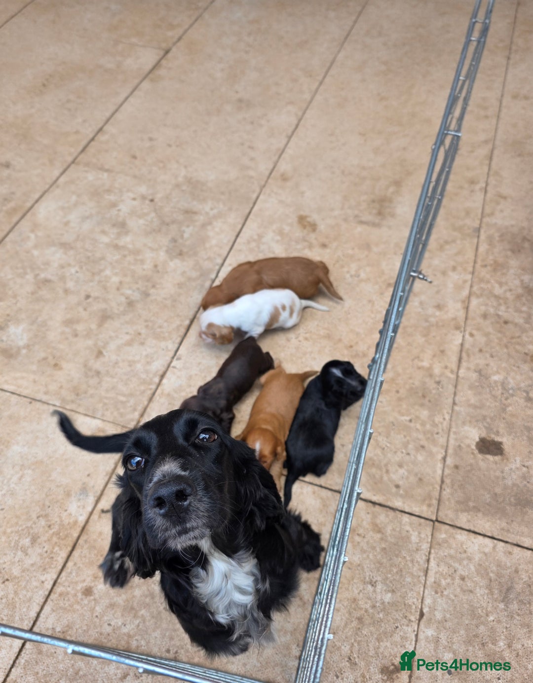 Cocker Spaniel dogs for sale: Cocker Spaniel puppies for sale - Image 9