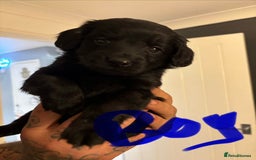 Cockapoo dogs for sale: 7 beautiful pups for sale  - Image 4