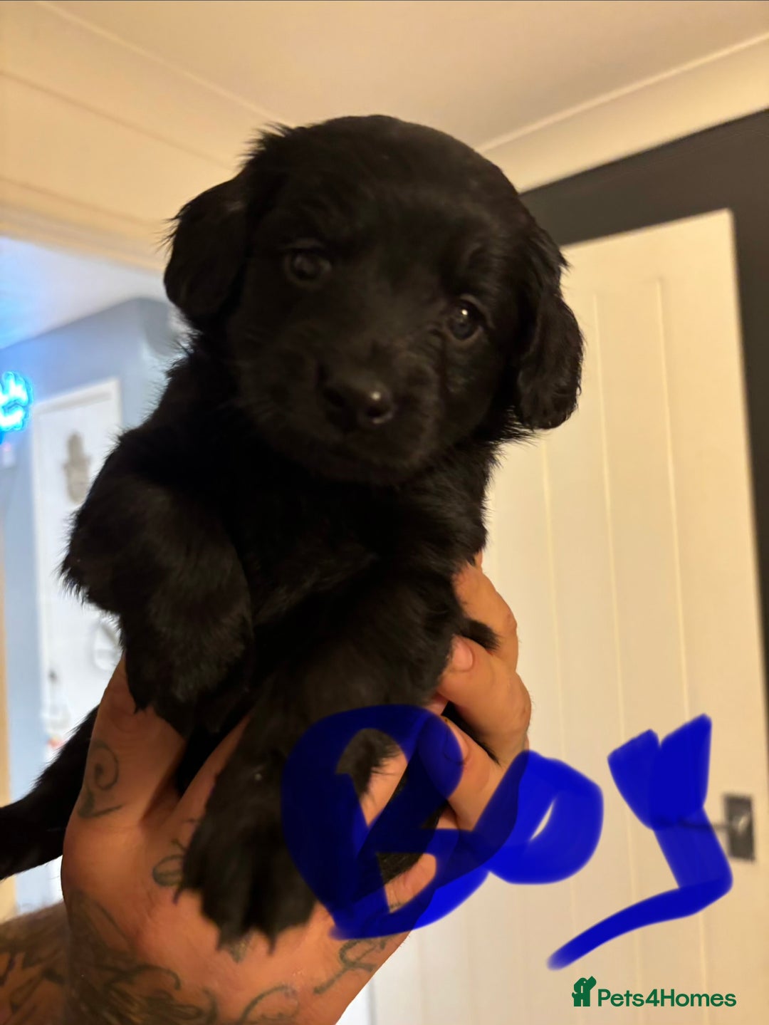 Cockapoo dogs for sale: 7 beautiful pups for sale  - Image 4