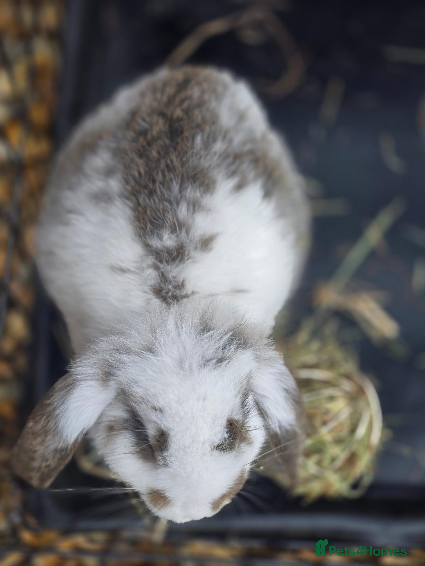 French Lop rabbits Giant french lop babies - Advert 2