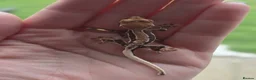 Gecko reptiles for sale: Lily white crested geckos - Advert 5