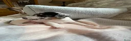 Jack Russell dogs for sale: Much Wenlock Rare Colour Jack Russell Pups Merle - Advert 33