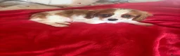 Cavalier King Charles Spaniel dogs for sale: Cavalier King Charles  - Advert 4