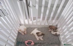 Havanese dogs for sale: 2 x tiny male Havenese *READY NOW  - Image 4