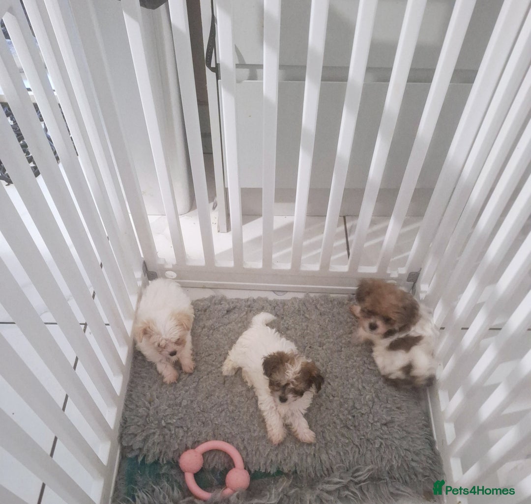 Havanese dogs for sale: 2 x tiny male Havenese *READY NOW  - Image 4