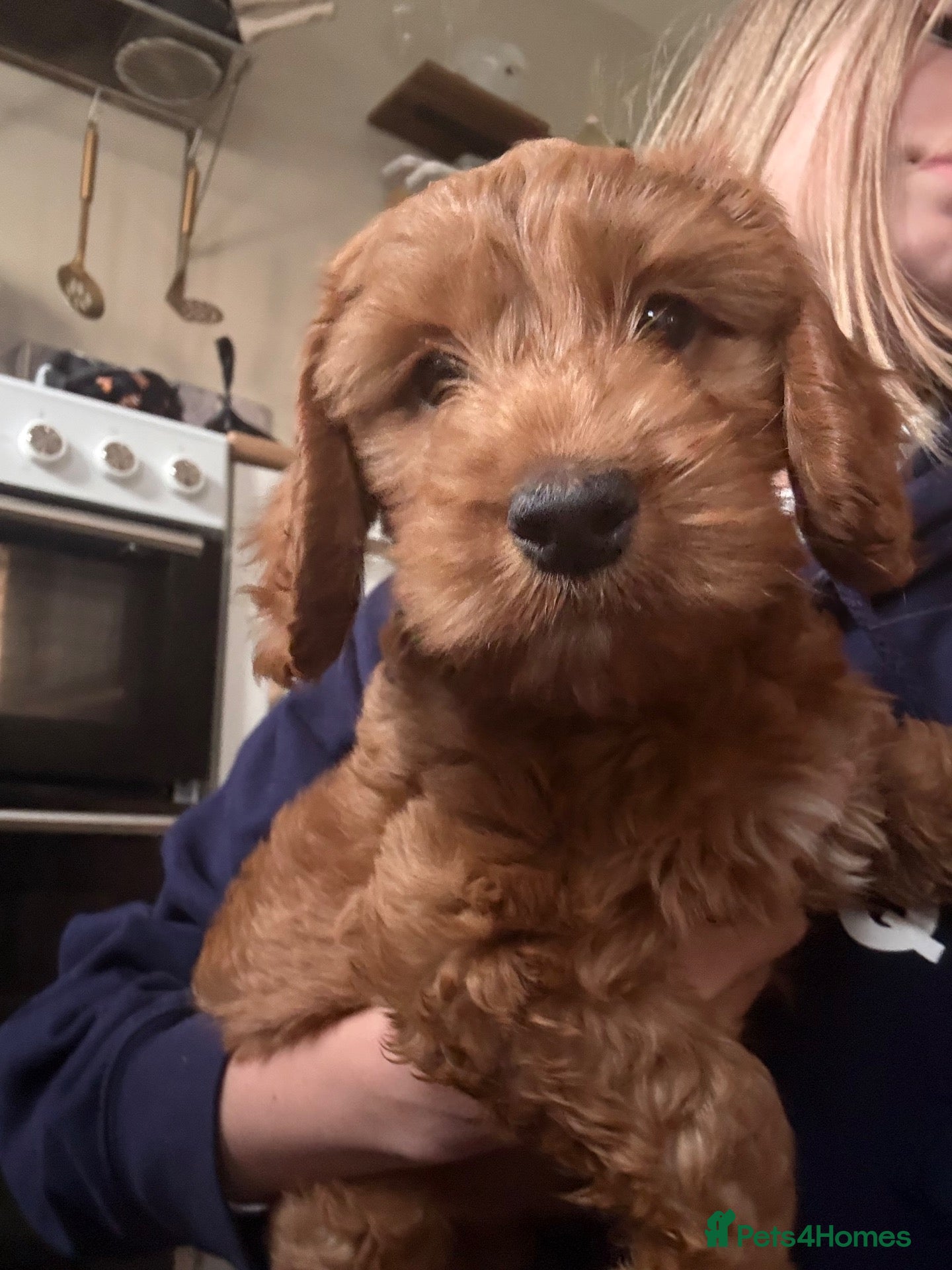 Cockapoo dogs for sale: READY NOW - LAST BOY LEFT - Cockapoo Puppies - Advert 10