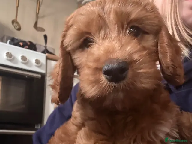 Cockapoo dogs for sale: READY NOW - LAST BOY LEFT - Cockapoo Puppies - Advert 10