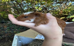 Guinea Pig rodents for sale: Male guinea pigs for sale  - Image 3