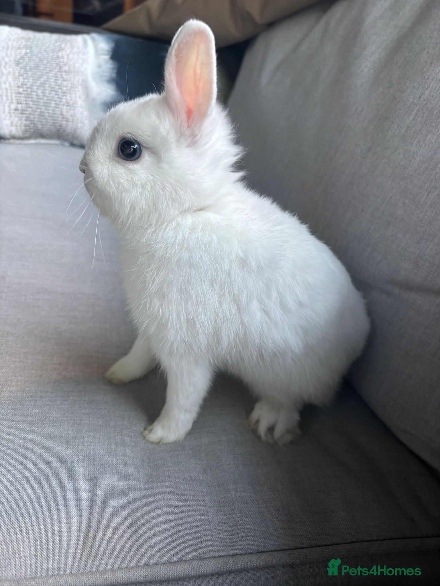 Netherland Dwarf rabbits White Netherland Dwarf - Advert 1