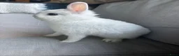 Netherland Dwarf rabbits for sale: White Netherland Dwarf - Advert 1