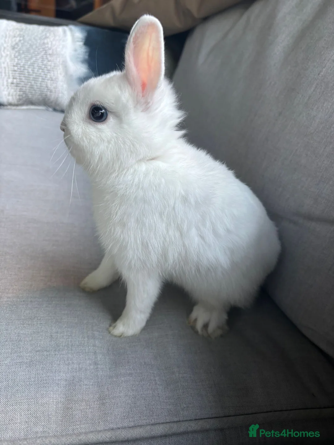 Netherland Dwarf rabbits for sale: White Netherland Dwarf - Advert 1