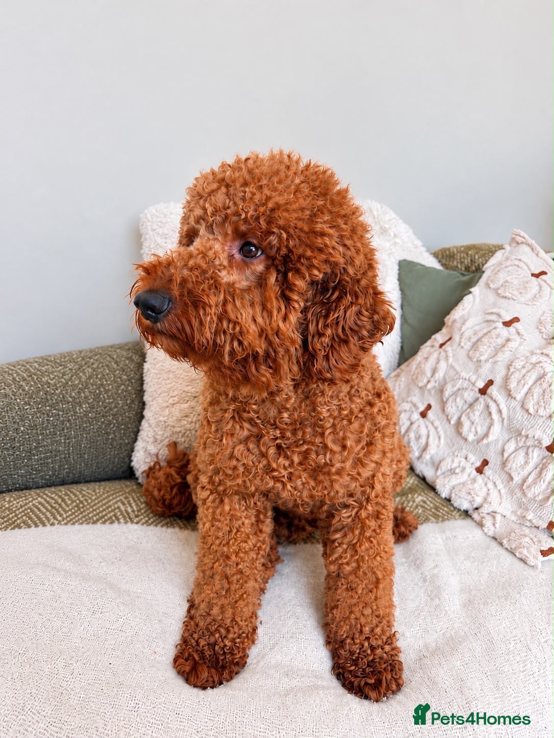 Miniature Poodle dogs Kc mini stunning rusty red poodle stud  - Advert 2