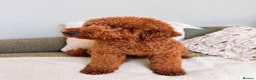 Miniature Poodle dogs for stud: Kc mini stunning rusty red poodle stud  in Wisbech - Advert 2