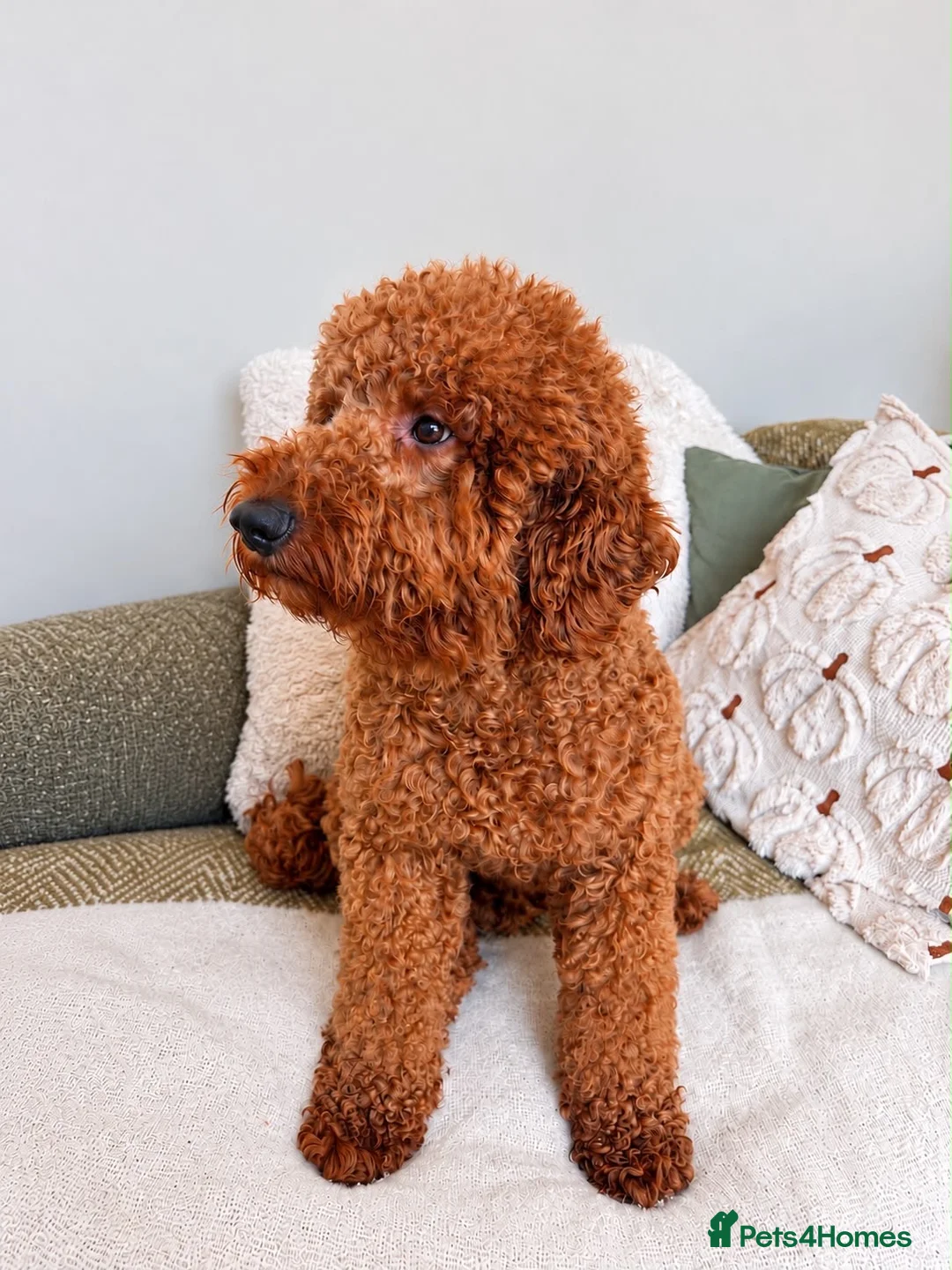 Miniature Poodle dogs for stud: Kc mini stunning rusty red poodle stud  in Wisbech - Advert 2