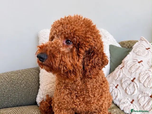 Miniature Poodle dogs for stud: Kc mini stunning rusty red poodle stud - Advert 2
