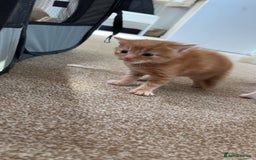 Maine Coon cats for sale: Maine coon kittens  - Image 5