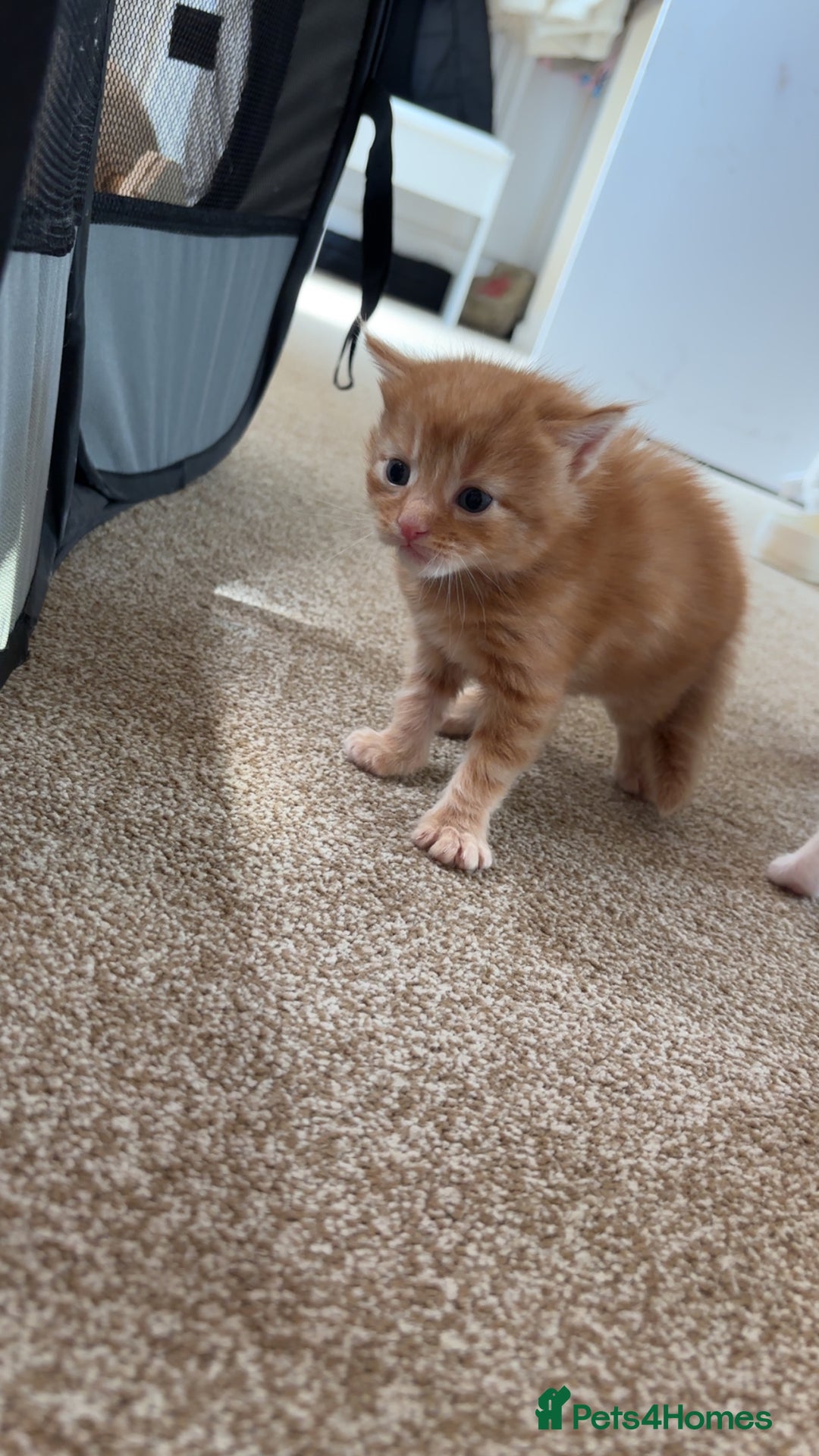 Maine Coon cats for sale: Maine coon kittens  - Image 5