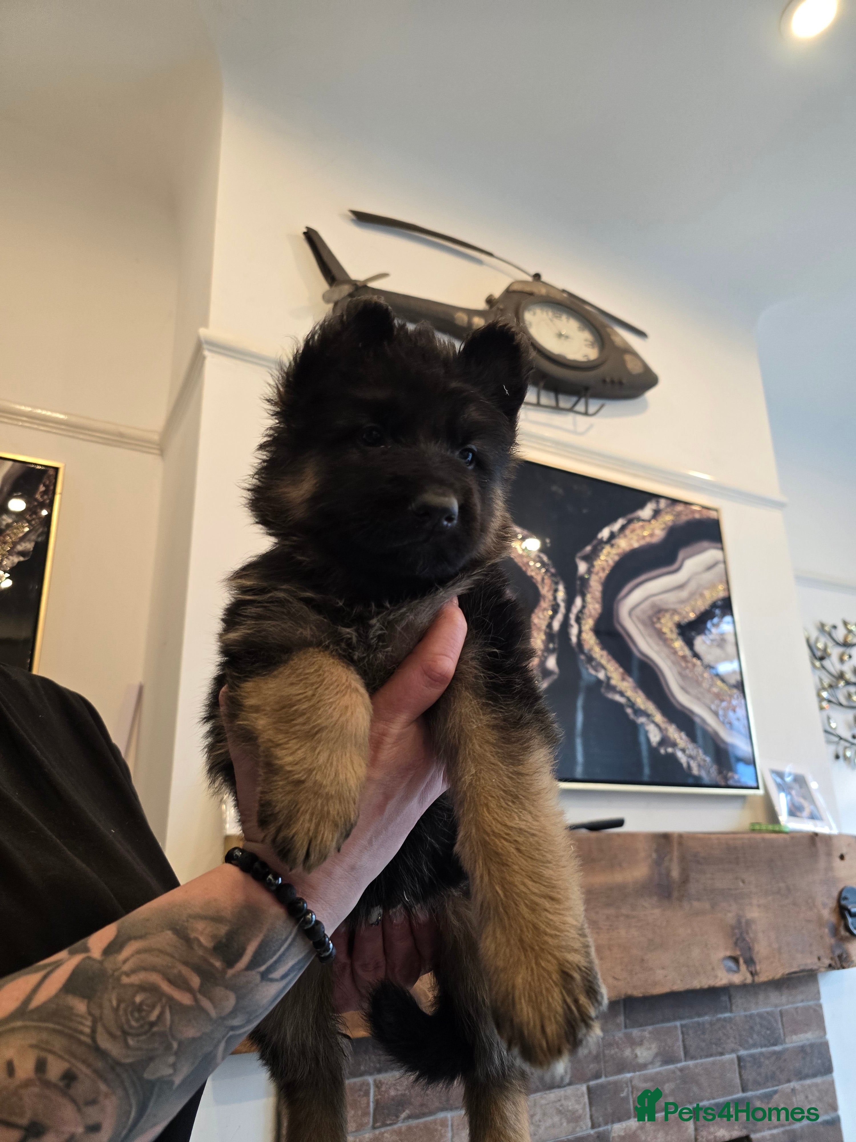 German Shepherd dogs German shepherd long hair straigh back - Advert 10