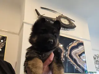 German Shepherd dogs German shepherd long hair straigh back - Advert 10