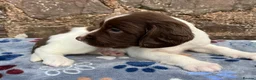 English Springer Spaniel dogs for sale: With an OFF SWITCH springers - Advert 14