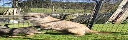Border Terrier dogs for sale: Border Terrier  in Lockerbie - Advert 3