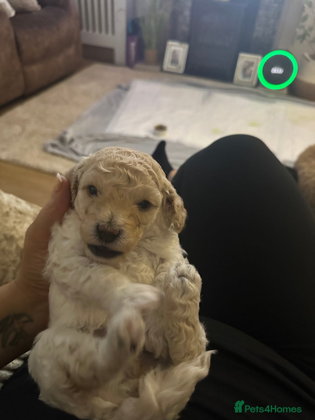 Cockapoo dogs for sale: Adorable F1B Cockapoo Puppies ready 6th November - Image 18