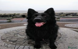 German Shepherd dogs for sale: Male longhaired black sable German shepherd  - Image 3