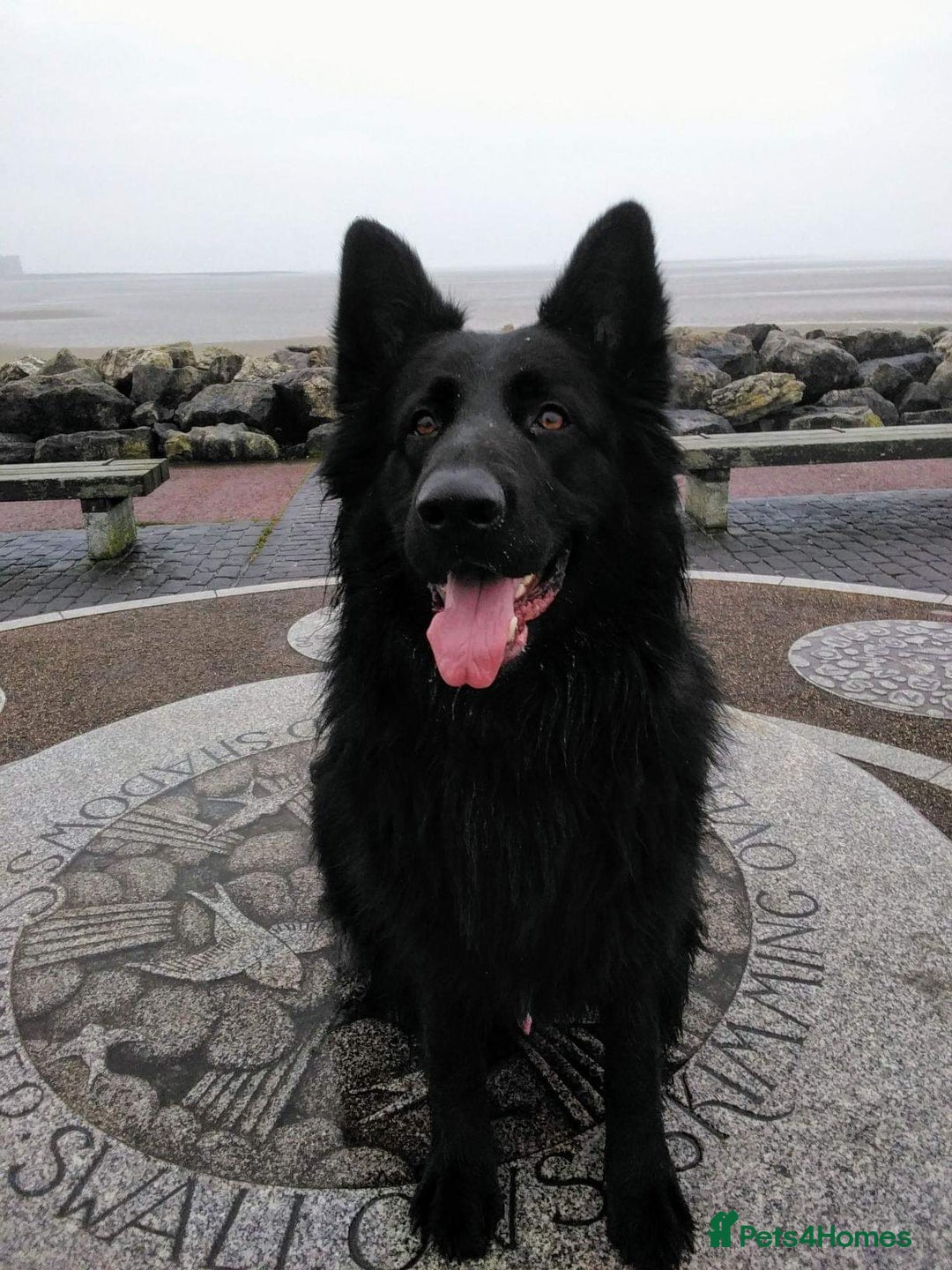 German Shepherd dogs for sale: Male longhaired black sable German shepherd  - Image 3
