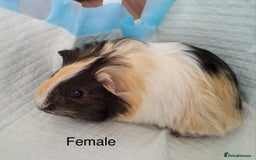 Guinea Pig rodents for sale: Baby Guinea Pigs - Image 6