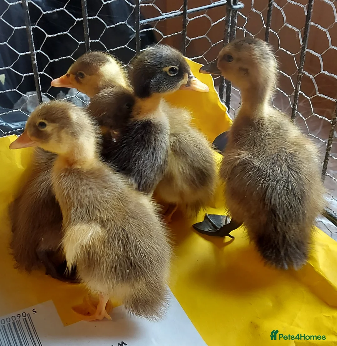 Ducks poultry for sale: Runner Ducklings-unsexed - Advert 2