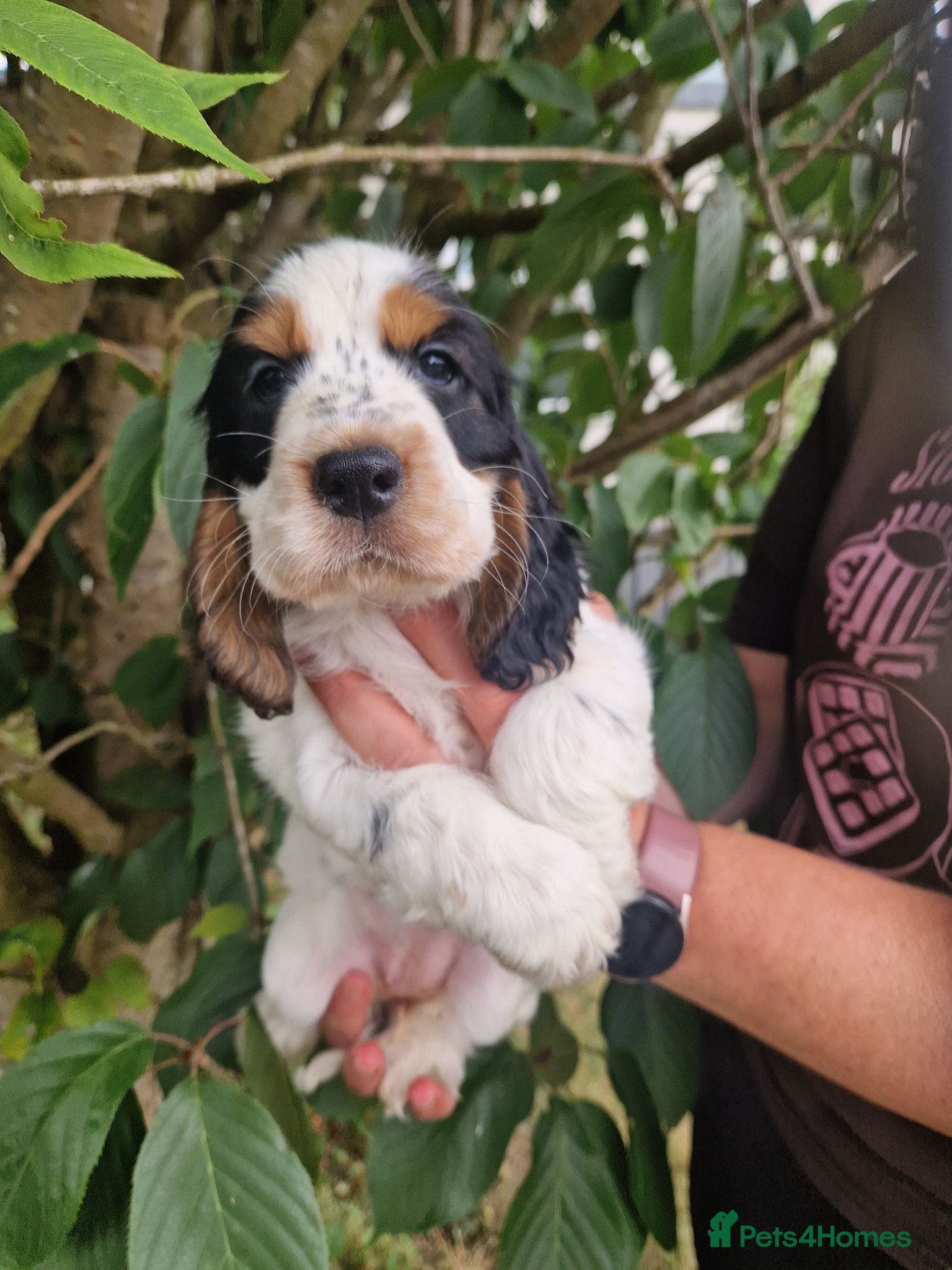 Cocker Spaniel dogs SIMPLY UNIQUE KC REG SHOW TYPE COCKER SPANIEL - Advert 2