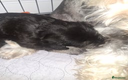 Miniature Schnauzer dogs for sale: 3 adorable miniature schnauzer puppies  - Image 4
