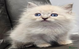 Ragdoll cats for sale: Stunning ragdoll kittens  - Image 26