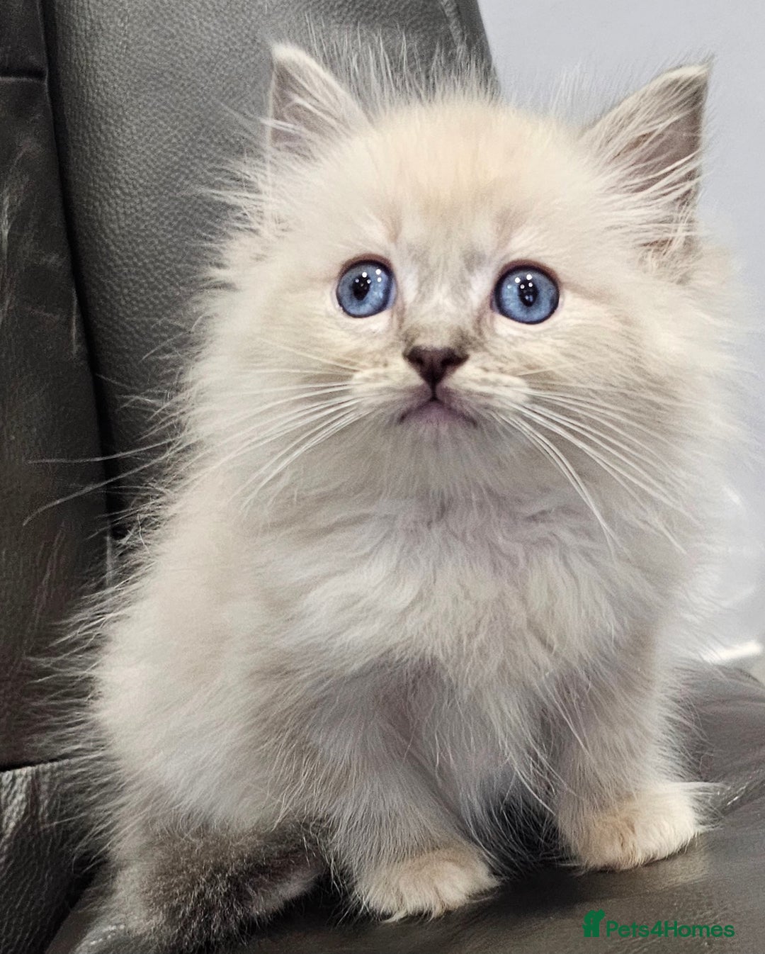 Ragdoll cats for sale: Stunning ragdoll kittens  - Image 26