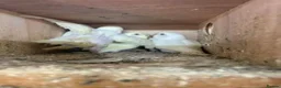 Mixed Breed birds for sale: baby budgies and zebra finches - Advert 1