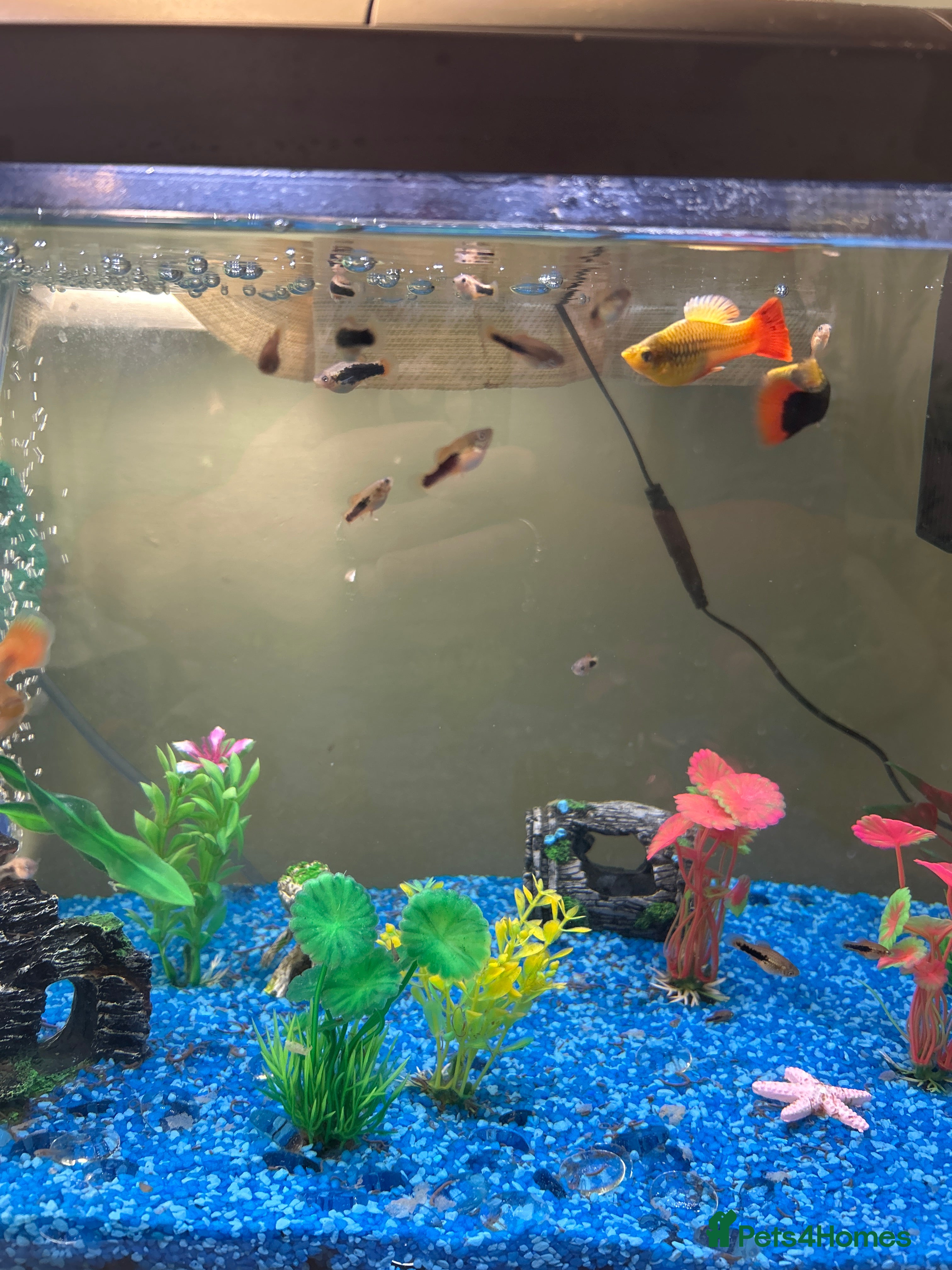 Platies fish Babies platies  - Advert 4