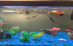 Platies fish for sale: Babies platies  - Image 1