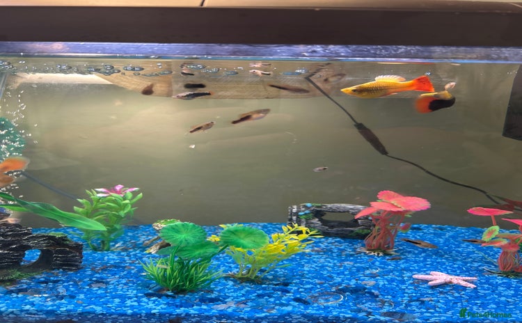 Platies fish - Advert 3