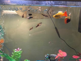 Platies fish - Advert 3