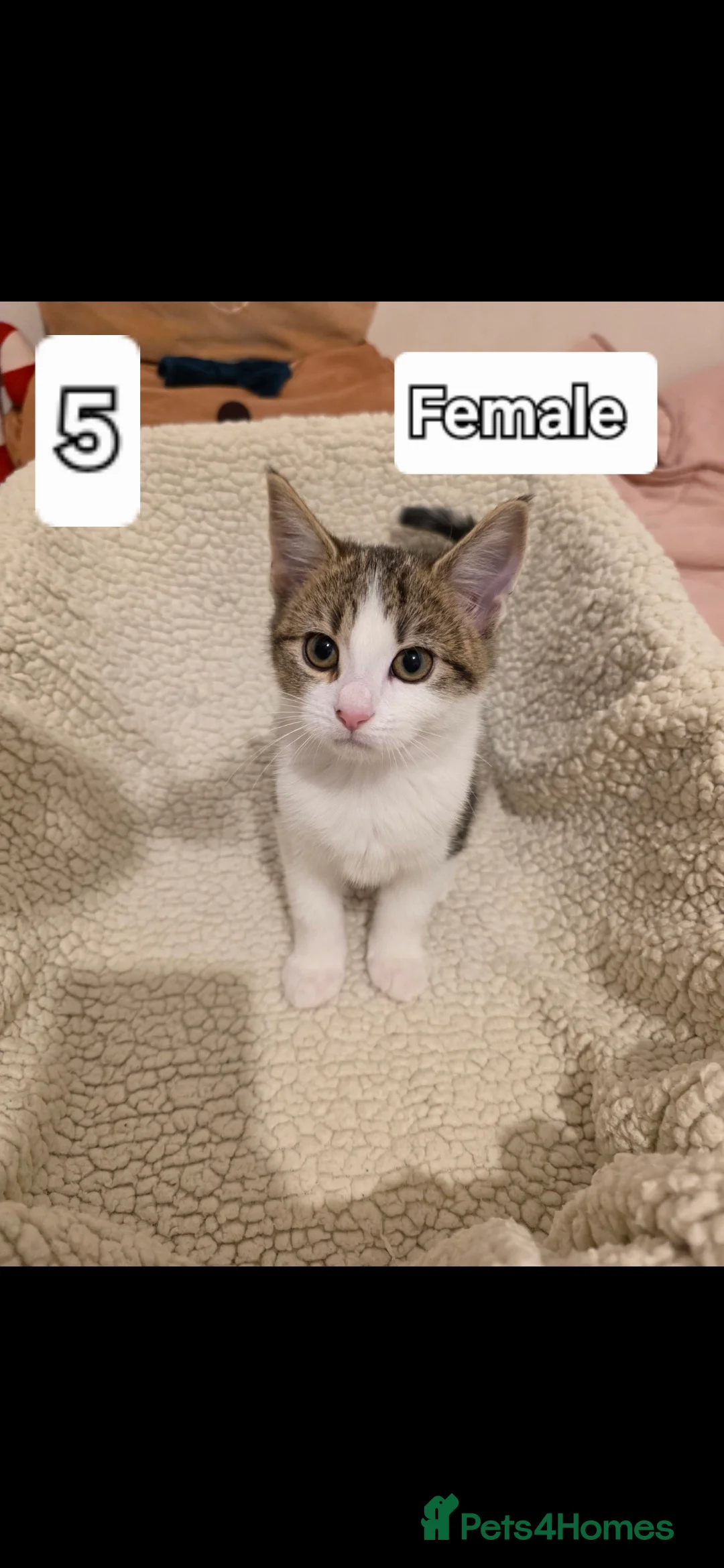 Mixed Breed cats for sale: 6 beautiful babies ready for new homes.  - Advert 5