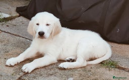 Golden Retriever dogs for sale: Golden retriever  - Image 4