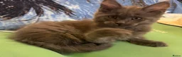 Maine Coon cats for sale: Large female Maine Coon kittens  - Advert 11
