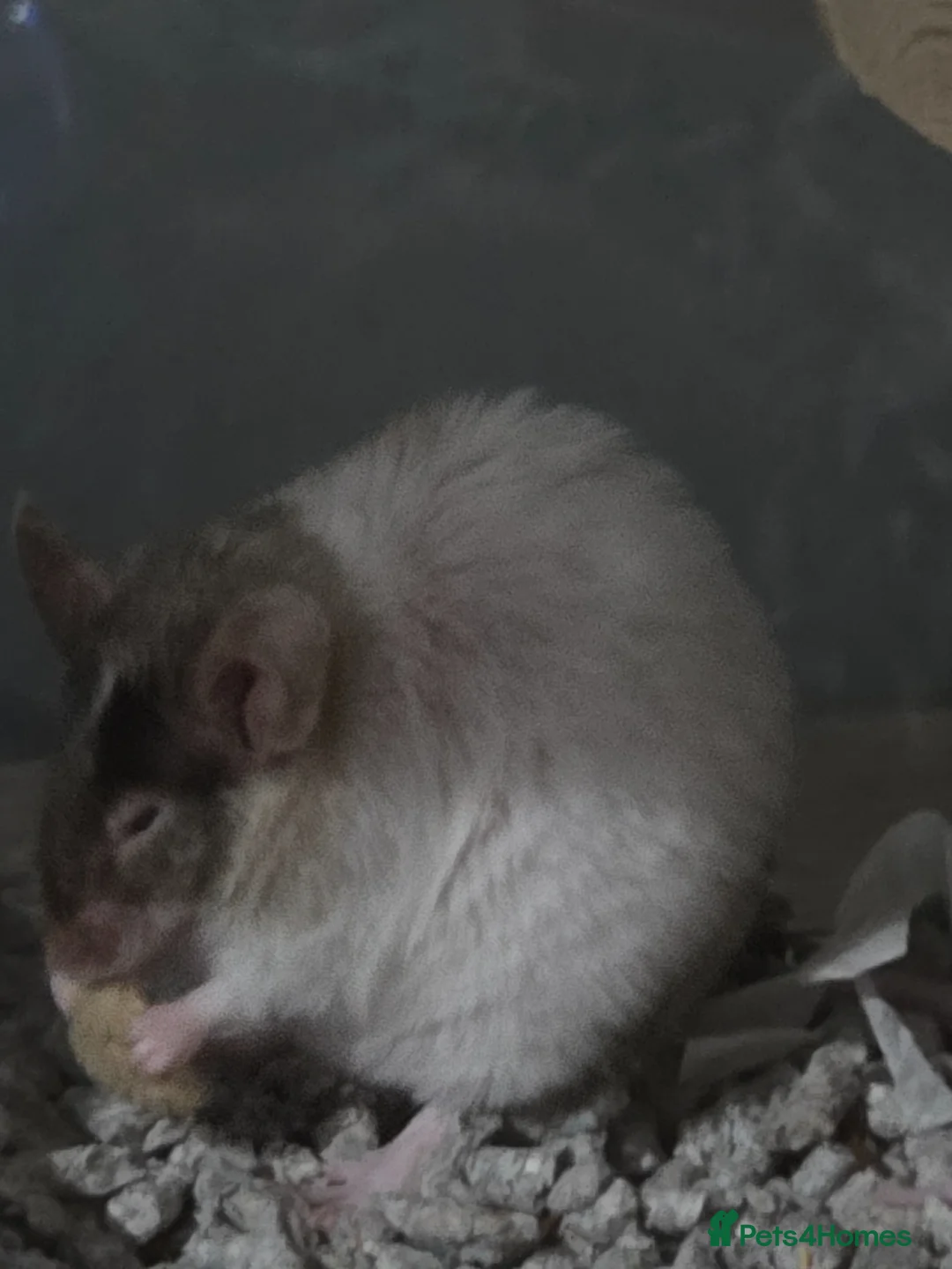 Mouse rodents for sale: Female mouse tri colour - Advert 2